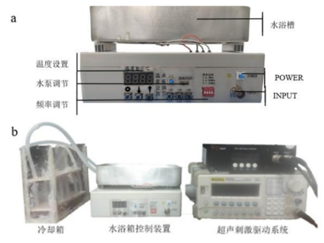 基于超声技术的生物发育研究