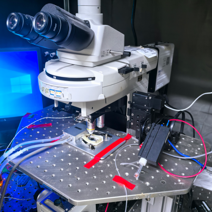 半导体冷热台与显微镜的结合应用，为生命科学研究提供了动态温控下的高分辨率观测能力