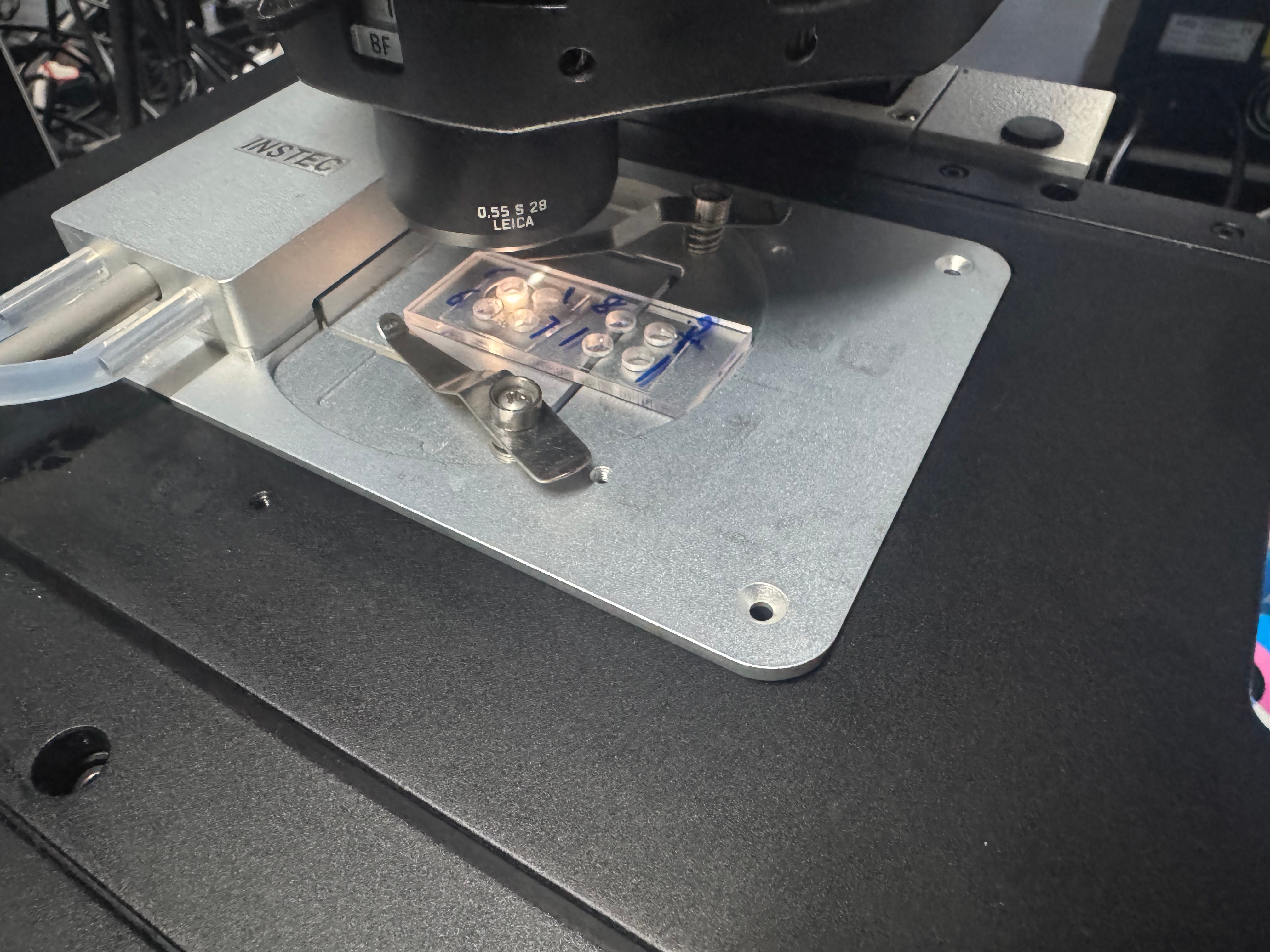 INSTEC TS102S半导体冷热台为生命科学研究提供了动态温控下的高分辨率观测能力